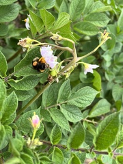 Bombus