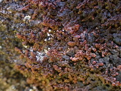 Frullania franciscana