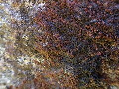 Frullania franciscana