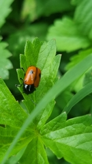 Cryptocephalus bipunctatus