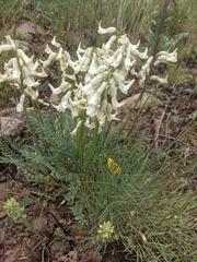 Astragalus reventus