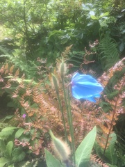 Meconopsis