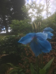 Meconopsis