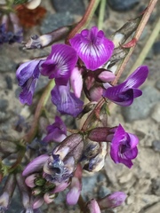 Astragalus bodinii