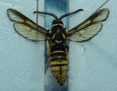 Paranthrene simulans