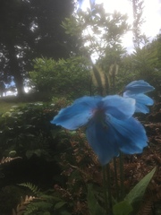 Meconopsis