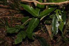 Wilkiea macrophylla