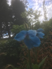 Meconopsis