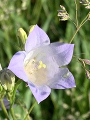 Campanula petiolata