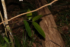 Wilkiea macrophylla