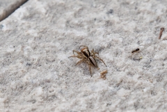 Plexippus setipes