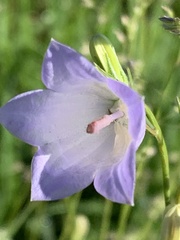 Campanula petiolata