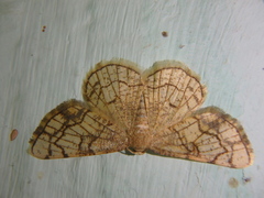 Stegania dilectaria