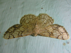 Stegania dilectaria