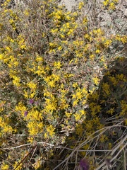 Cleomella obtusifolia