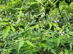 Vitex negundo heterophylla
