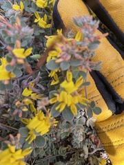 Cleomella obtusifolia