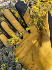 Cleomella obtusifolia