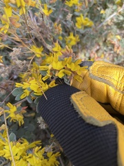 Cleomella obtusifolia