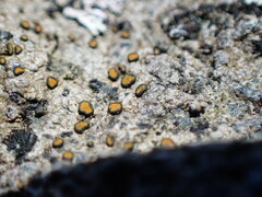 Caloplaca litoricola