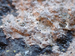 Arthonia phaeobaea
