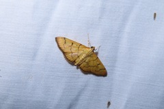 Endocrossis caldusalis