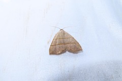 Plecoptera siderogramma