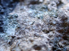 Arthonia phaeobaea