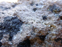 Arthonia phaeobaea
