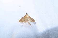 Bradina aulacodialis