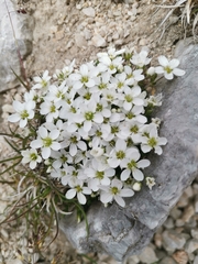 Arenaria ciliata