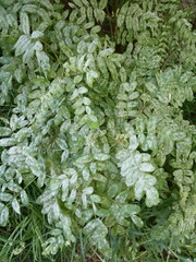 Erysiphe palczewskii