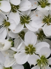 Arenaria ciliata