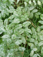 Erysiphe palczewskii