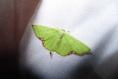 Comibaena procumbaria