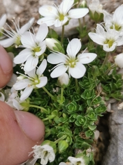 Arenaria ciliata