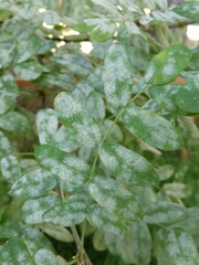 Erysiphe palczewskii