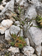 Draba aizoides aizoides