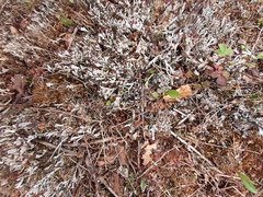 Cladonia multiformis