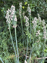 Allium siculum