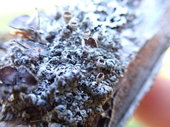 Hypogymnia lophyrea