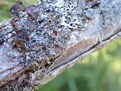Hypogymnia lophyrea
