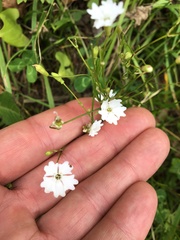 Heliosperma pusillum