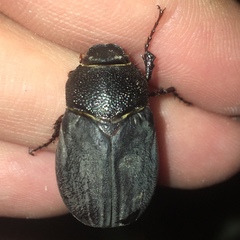 Phyllophaga prunina