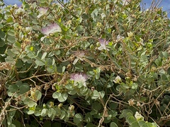 Capparis orientalis