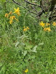 Tephroseris longifolia