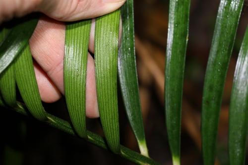 Image of Macrozamia lucida by (c) Greg Tasney, some rights reserved (CC BY-SA)