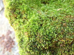 Herzogiella adscendens