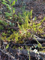 Adenanthos barbiger