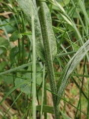 Tephroseris longifolia